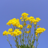 Alyssum saxatile (Alyssum Basket of Gold)