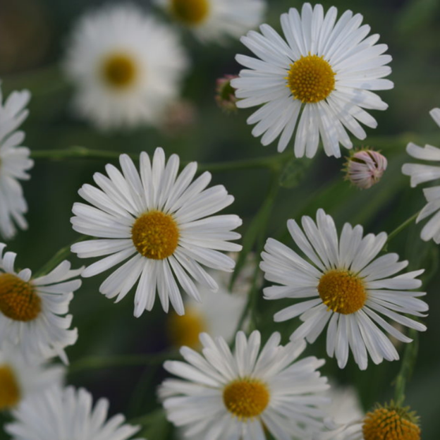 False Aster BOLTONIA asteroides (False Aster) – MySeedsCo