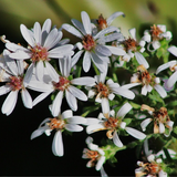 ASTER ptarmicoides (White Upland Aster)