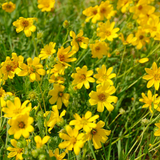 ENGELMANNIA peristenia (Engelmann Daisy)