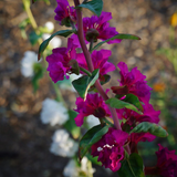 CLARKIA unguiculata (Clarkia)