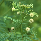 DESMANTHUS illinoensis (Illinois Bundleflower)