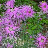 DIANTHUS superbus (Fringed Pinks, Mixed)