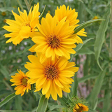 Helianthus maximiliani (Maximilian Sunflower)