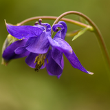 AQUILEGIA vulgaris Columbine, Dwarf Mixed