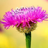 Centaurea americana American Basketflower