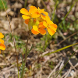 Cheiranthus allionii (Siberian Wallflower)