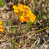 Cheiranthus allionii Siberian Wallflower