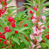 IMPATIENS balsamina 'Camelia Flowered Mix' (Balsam - Camelia Flowered Mix)