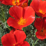 ESCHSCHOLZIA californica 'Mikado' (California Poppy, Dark Orange - Mikado)