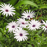 OSTEOSPERMUM eklonis (Cape Daisy, White)