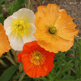 PAPAVER nudicaule (Iceland Poppy)