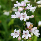 PENSTEMON digitalis (Smooth Penstemon)