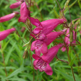 PENSTEMON pseudospectabilis (Desert Penstemon)