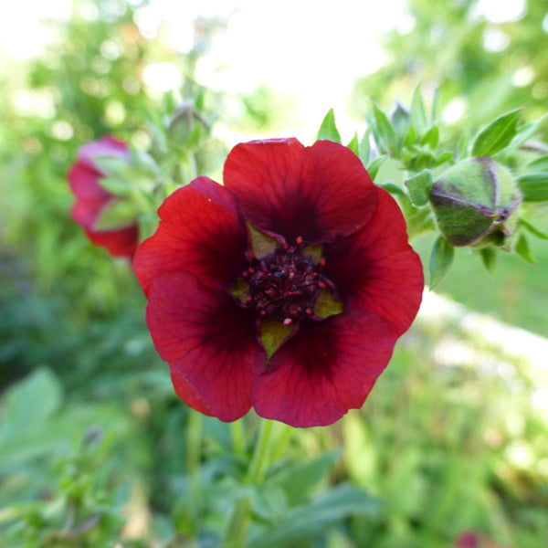 Potentilla