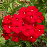 PHLOX drummondii (Annual Phlox, Red)