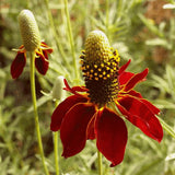 RATIBIDA columifera (Coneflower, Dwarf Red)