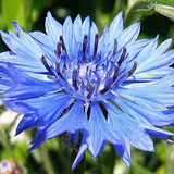 Centaurea cyanus (Cornflower, Tall Blue)