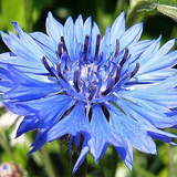 Centaurea cyanus Cornflower, Tall Blue