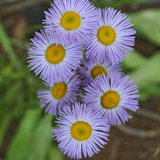 ERIGERON speciosus (Fleabane Daisy)