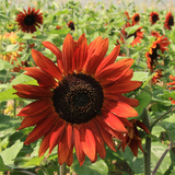 HELIANTHUS Annuus 'Velvet Queen' (Sunflower - Velvet Queen)