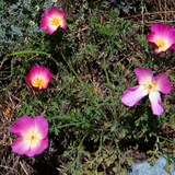 ESCHSCHOLZIA californica 'Purple Gleam' (California Poppy, Purple - Purple Gleam)