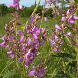 DESMODIUM canadense (Showy Tick Trefoil)