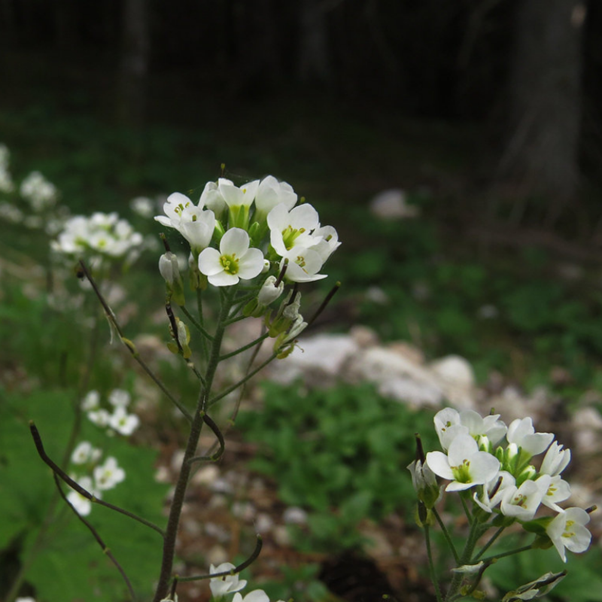 ARABIS alpina White Rockcress