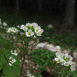 ARABIS alpina (White Rockcress)