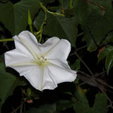 IPOMOEA alba (Moonflower)