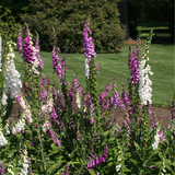 Digitalis purpurea 'Excelsior Mix' (Foxglove, Mixed - Excelsior Mix)