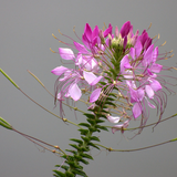 CLEOME hassleriana (Spider Plant)