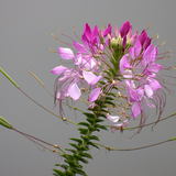 CLEOME hassleriana Spider Plant