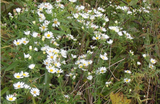 ASTER pilosus (Frost Aster)