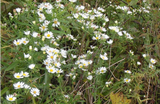 ASTER pilosus Frost Aster