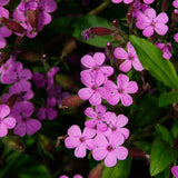 SAPONARIA ocymoides (Soapwort)