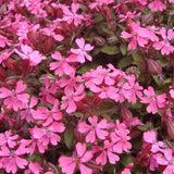 SILENE pendula (Nodding Catchfly)