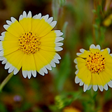 Layia platyglossa (Tidy Tips)