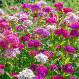 DIANTHUS barbatus (Sweet William Pinks, Mixed)