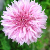 Centaurea cyanus (Cornflower, Tall Pink)