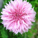 Centaurea cyanus Cornflower, Tall Pink