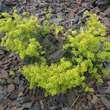 ERIOGONUM umbellatum (Sulphur Flower)