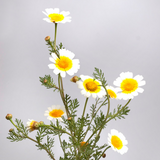 Chrysanthemum coronarium (Garland Daisy)