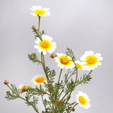 Chrysanthemum coronarium Garland Daisy