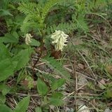 ASTRAGALUS canadensis Canadian Milkvetch