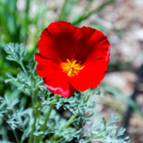 ESCHSCHOLZIA californica 'Red Chief' (California Poppy, Bright Red - Red Chief)