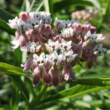 ASCLEPIAS fascicularis (Narrow-Leaved Milkweed)