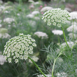 Ammi majus (Bishop's Flower)