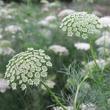 Ammi majus Bishop's Flower