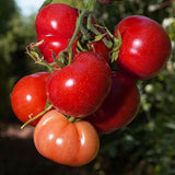 Rutgers VF Tomato, Standard (Slicing) Tomato (Lycopersicon esculentum)